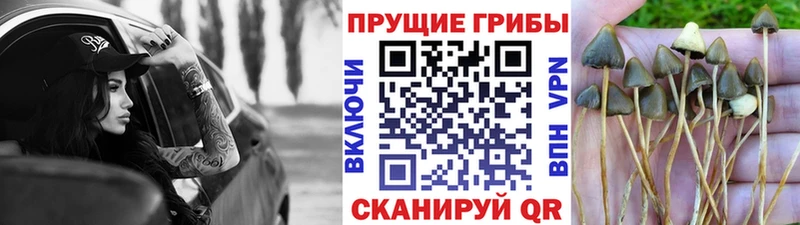 Псилоцибиновые грибы Magic Shrooms  blacksprut маркетплейс  Сухой Лог  сколько стоит 